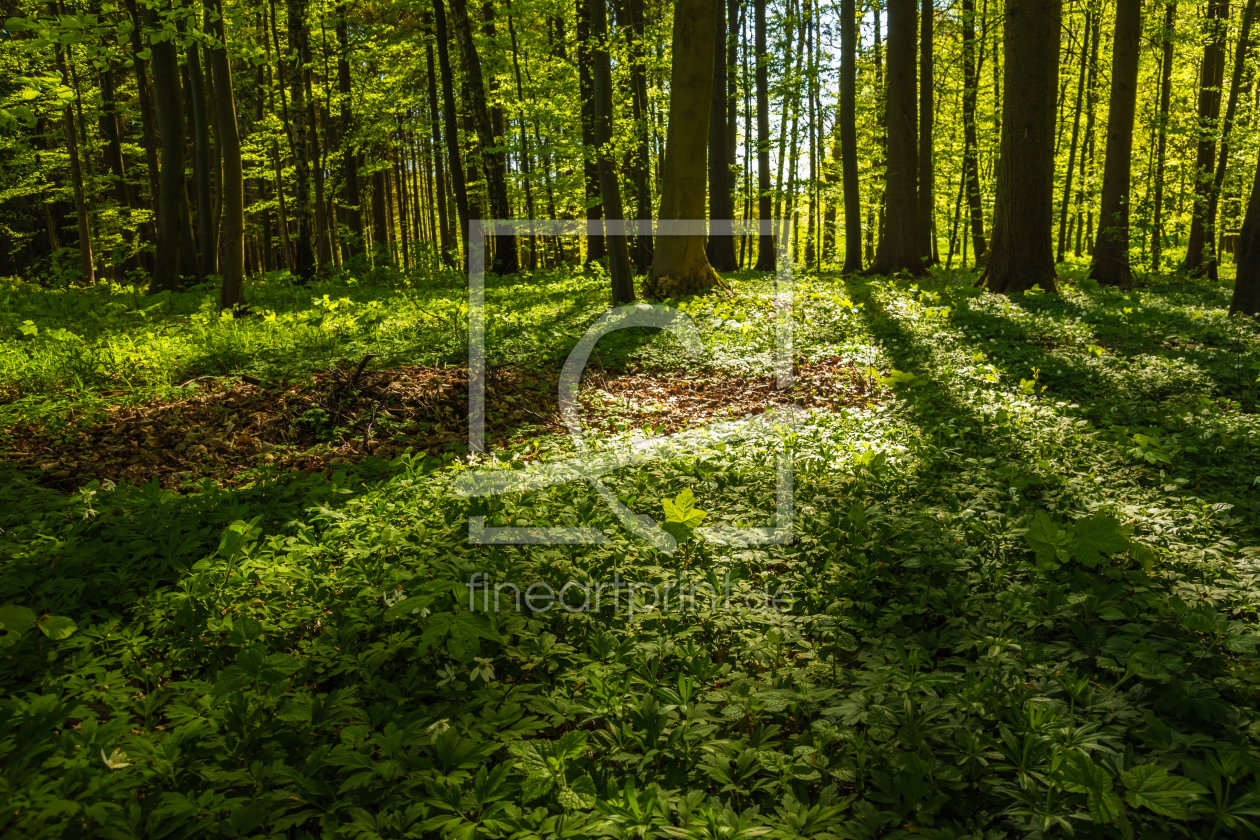 Bild-Nr.: 11884544 Frühling im Wald mit Sonnenstrahlen erstellt von luxpediation