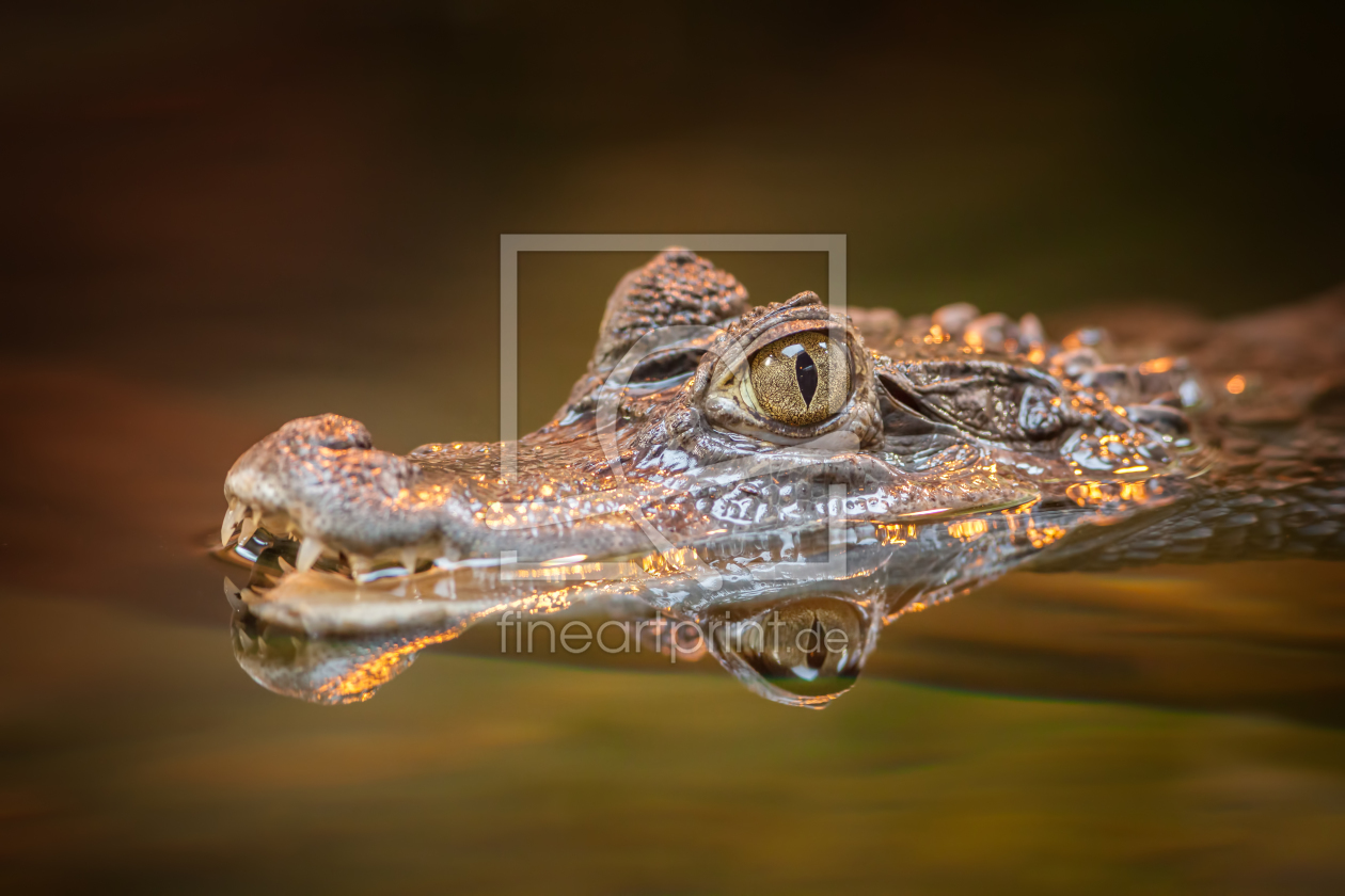 Bild-Nr.: 11885945 Krokodil erstellt von FotoDeHRO