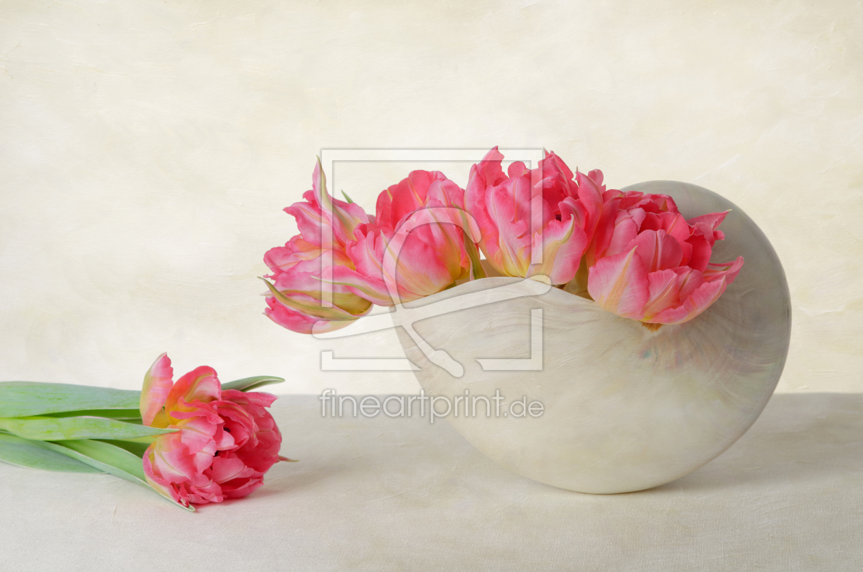 Bild-Nr.: 11886203 Tulpen in der Nautilusschale 2 erstellt von Rolf Eschbach