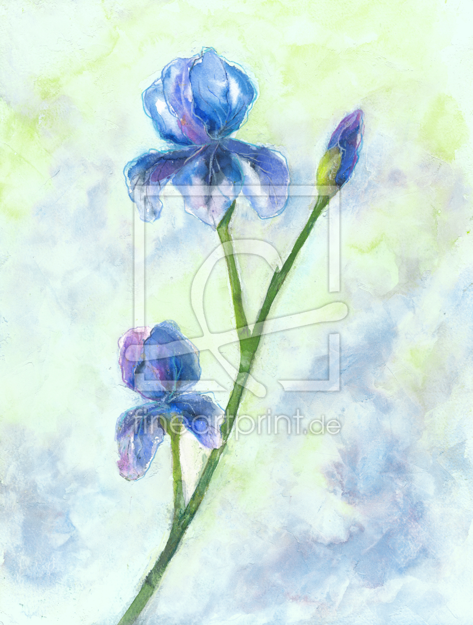 Bild-Nr.: 11886232 Blaue Iris erstellt von JitkaKrause