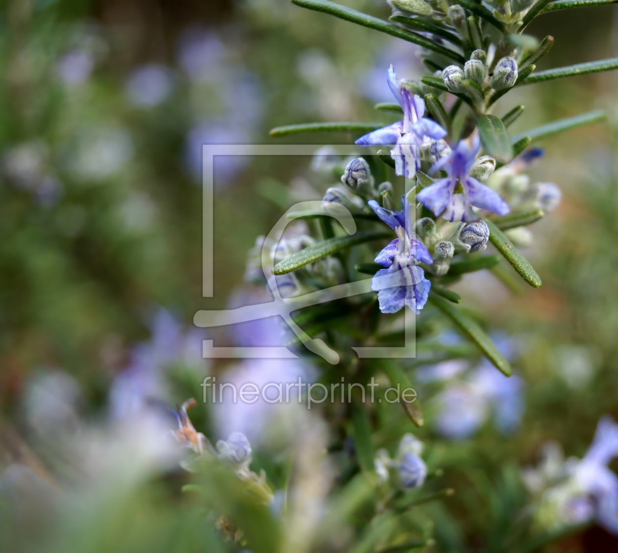 Bild-Nr.: 11886614 Rosmarinblüten erstellt von MoNoir