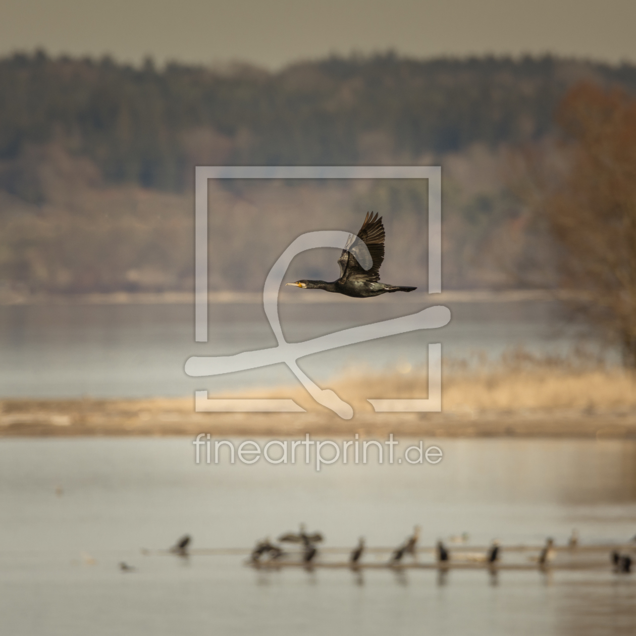 Bild-Nr.: 11886695 Kormoran am Chiemsee erstellt von luxpediation