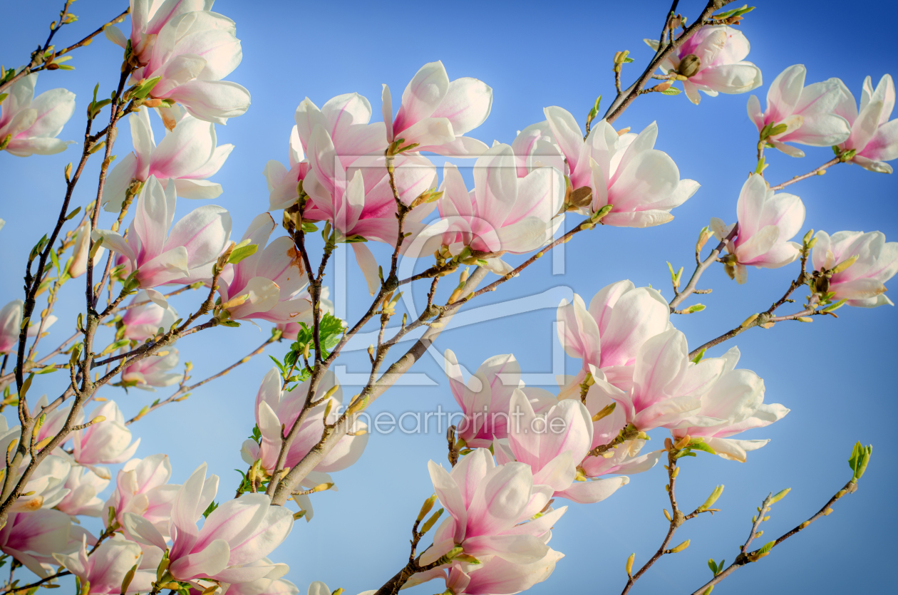 Bild-Nr.: 11887054 Magnolie erstellt von Steffen Gierok