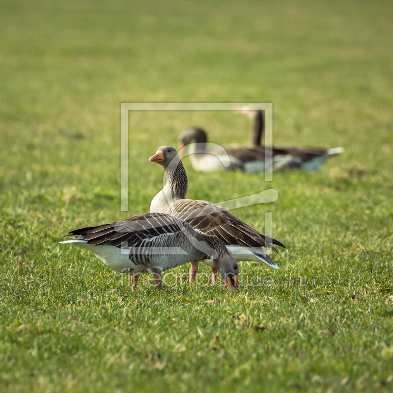 Bild-Nr.: 11887750 Wildgänse im Gras erstellt von luxpediation