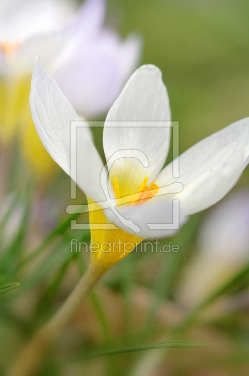 Bild-Nr.: 11887755 Crocus sativus Bild-Nr.: 11887755 Crocus sativus erstellt von Rolf Eschbach