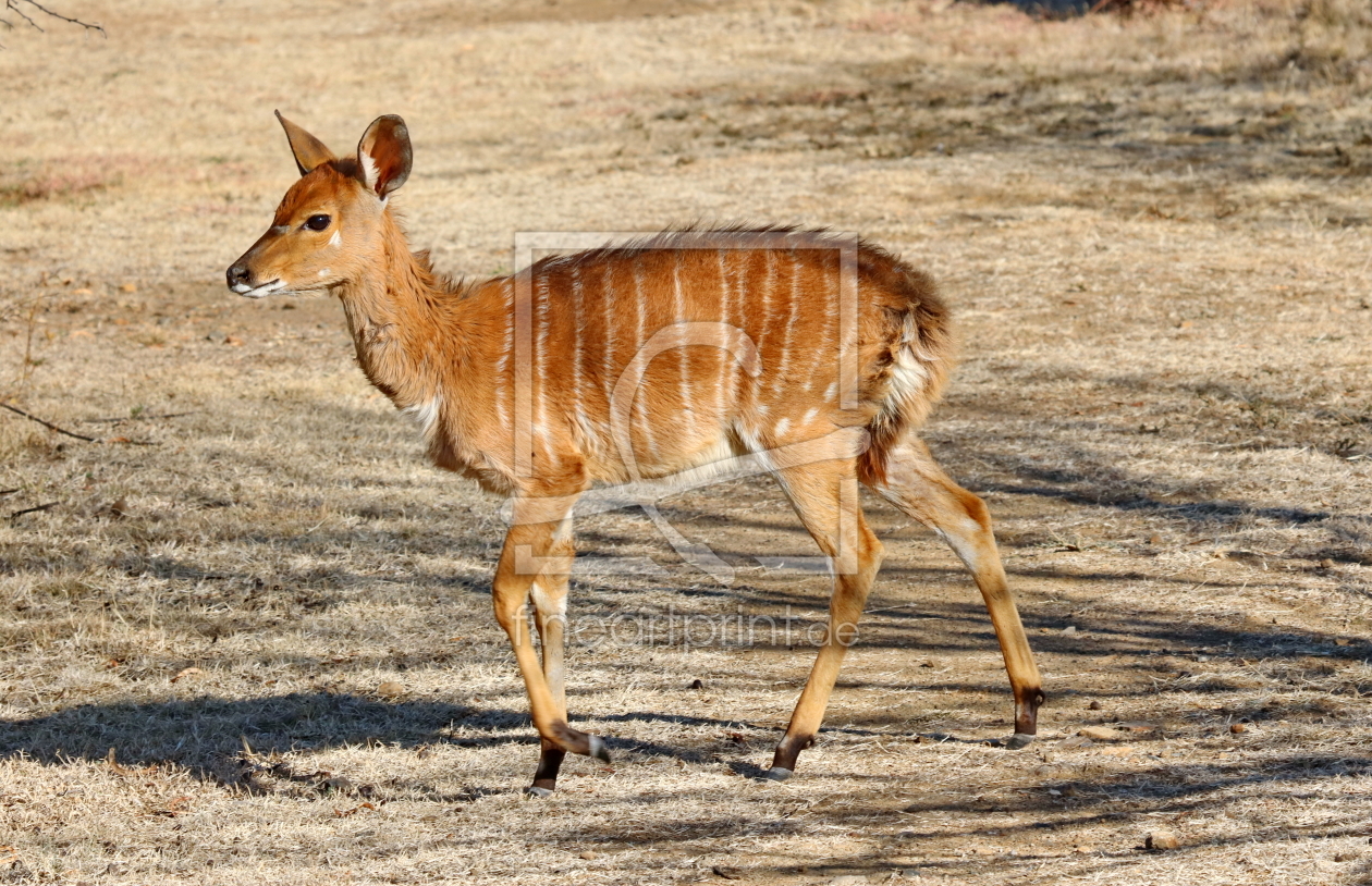 Bild-Nr.: 11887955 Nyala Baby in Afrika 484 erstellt von THULA