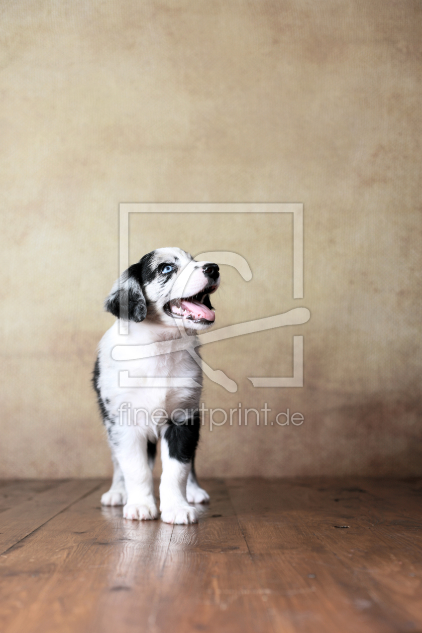 Bild-Nr.: 11888285 Australian Shepherd - Welpe erstellt von Jana Behr