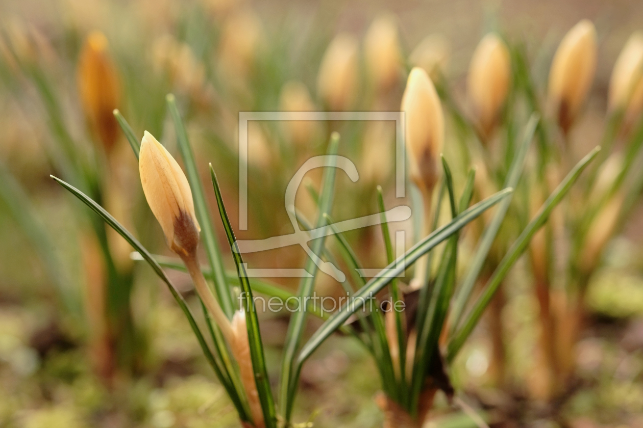 Bild-Nr.: 11888288 Krokussblüten erstellt von Ostfriese