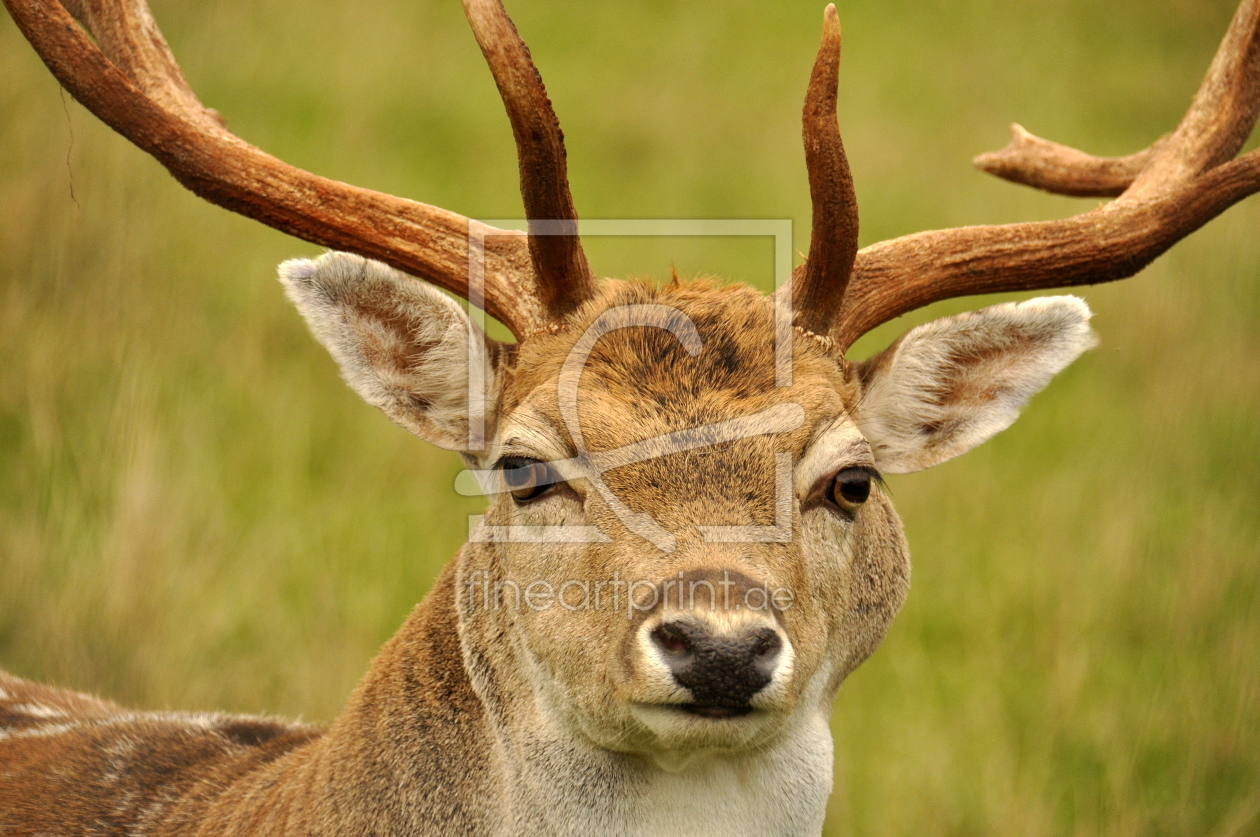 Bild-Nr.: 11888455 Damhirsch erstellt von GUGIGEI