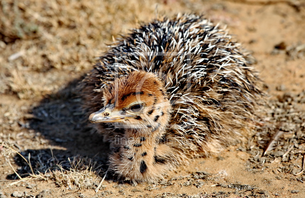 Bild-Nr.: 11888865 Straussen Baby 4945 erstellt von THULA