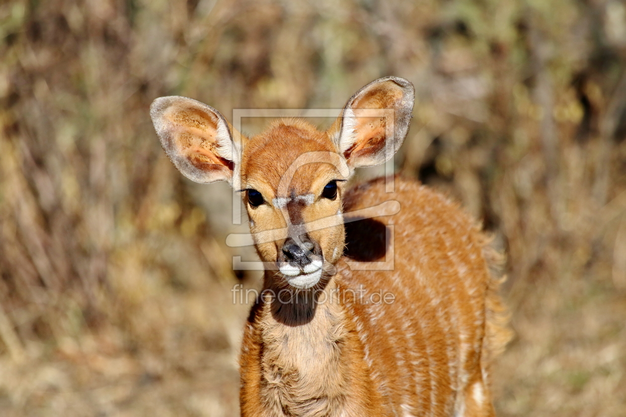 Bild-Nr.: 11888869 Nyala Baby 492 erstellt von THULA