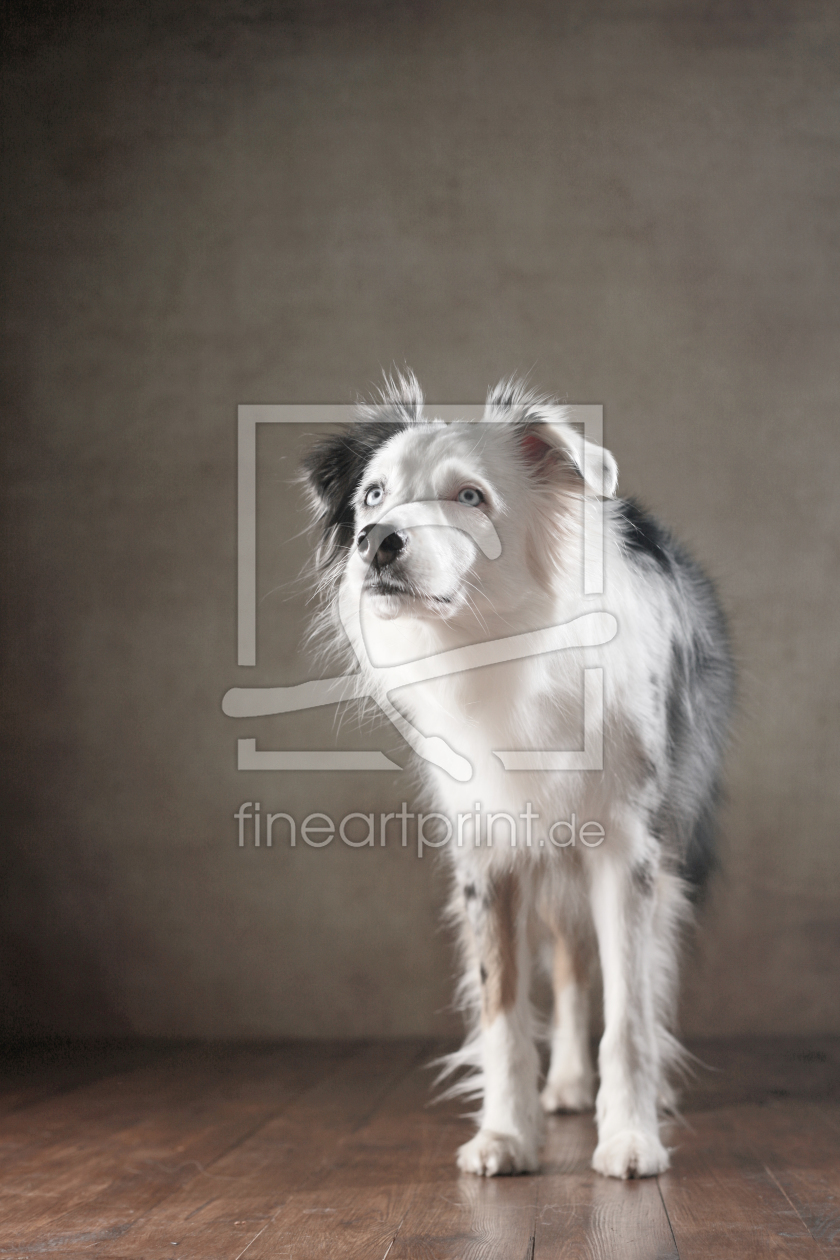 Bild-Nr.: 11888981 Australian Shepherd erstellt von Jana Behr