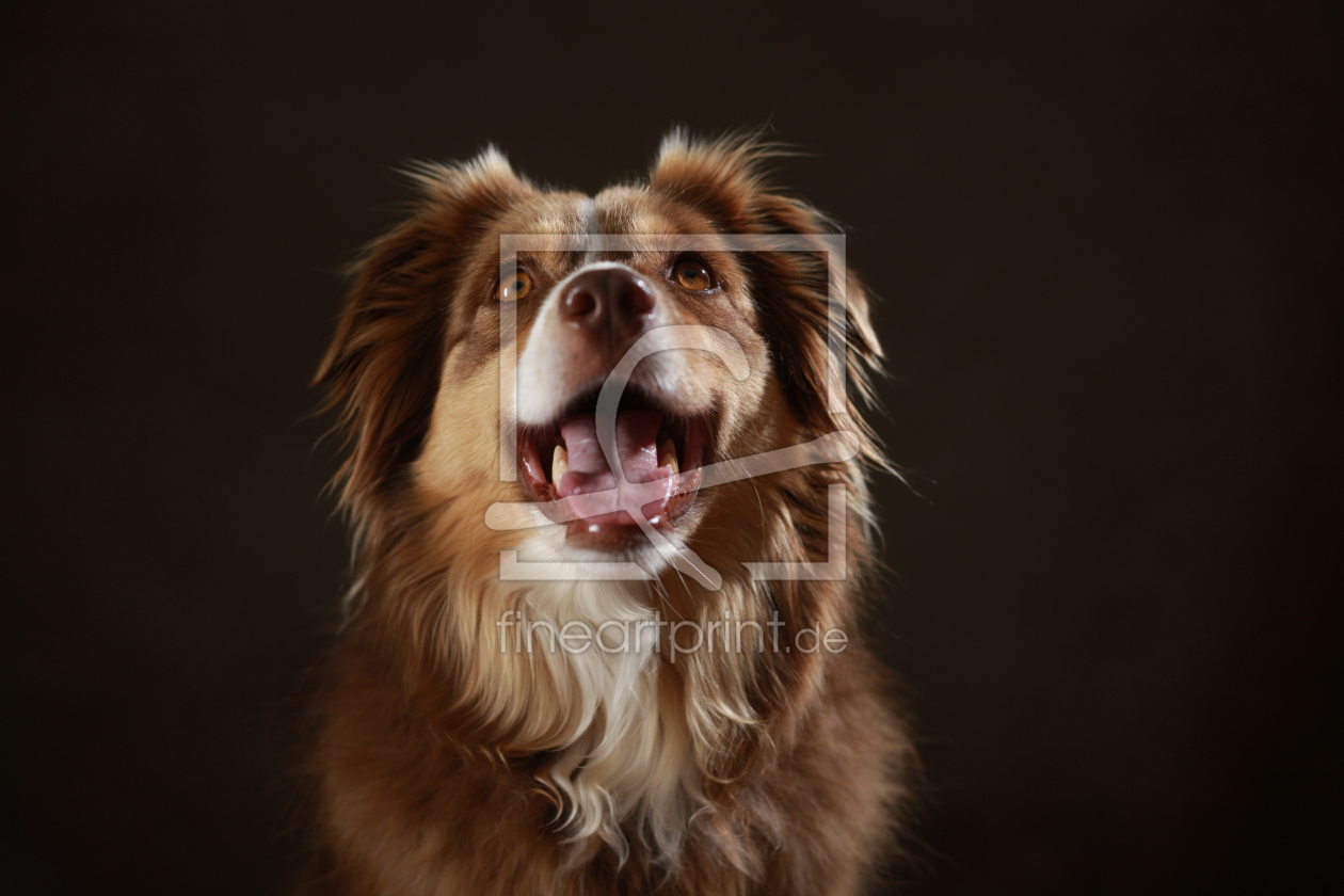 Bild-Nr.: 11888985 Australian Shepherd erstellt von Jana Behr