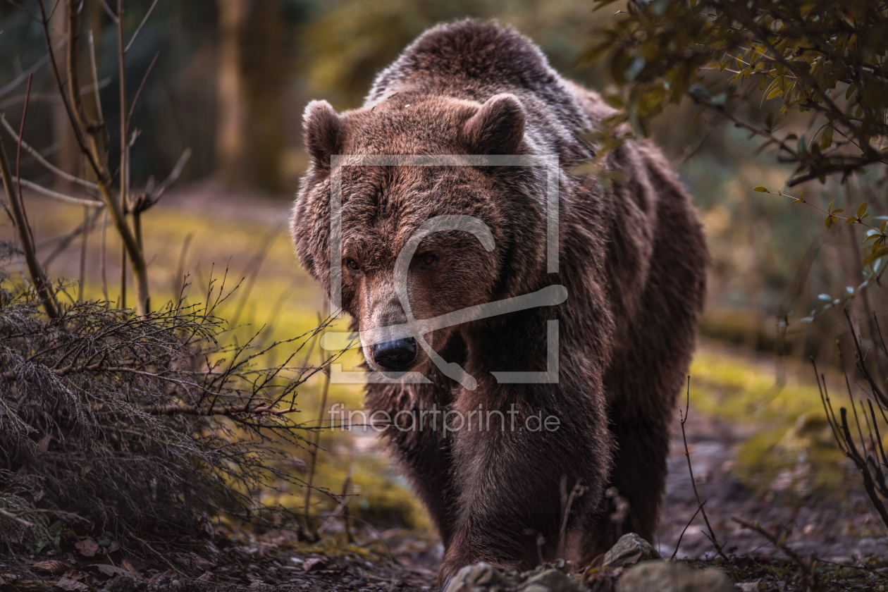 Bild-Nr.: 11889258 Braunbär erstellt von Stefan Mosert