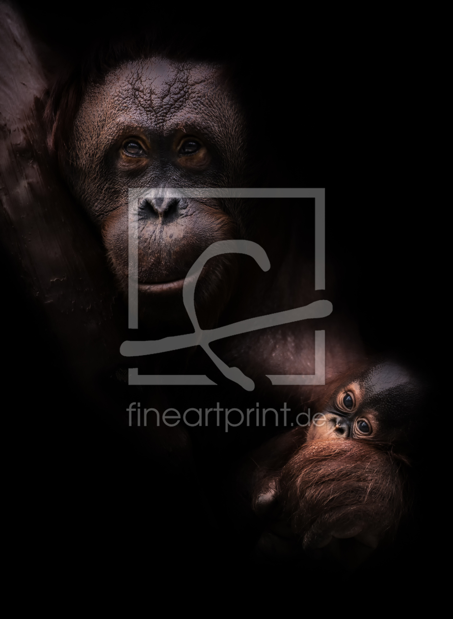 Bild-Nr.: 11889259 Orang Utan mit Baby Bild-Nr.: 11889259 Orang Utan mit Baby erstellt von Mosert, Stefan