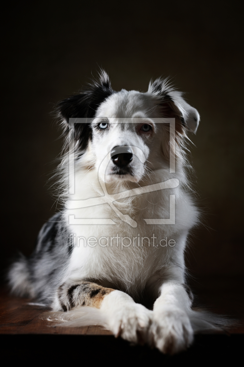 Bild-Nr.: 11889329 Australian Shepherd erstellt von Jana Behr