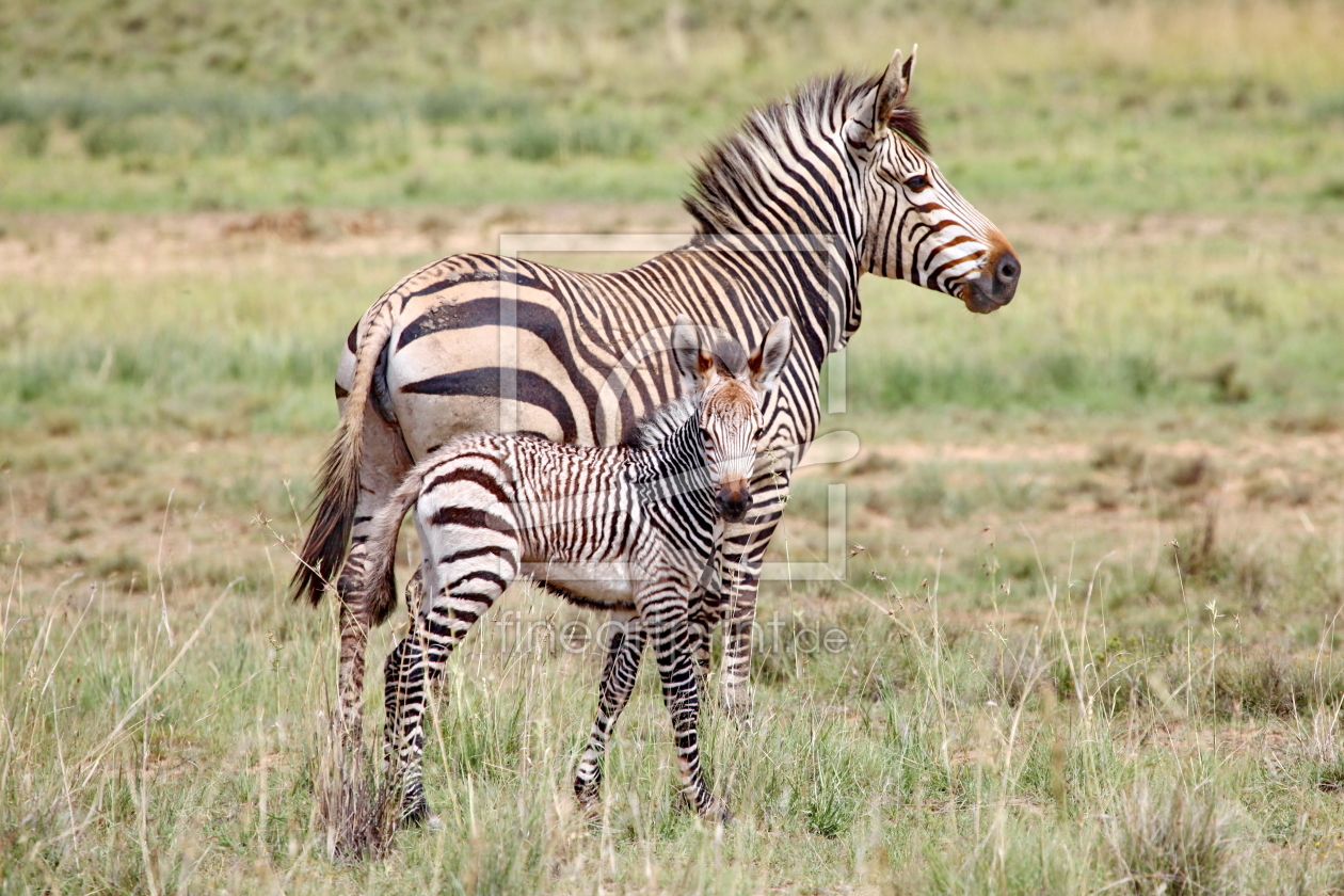 Bild-Nr.: 11889723 Berg Zebra mit Baby 5825a erstellt von THULA