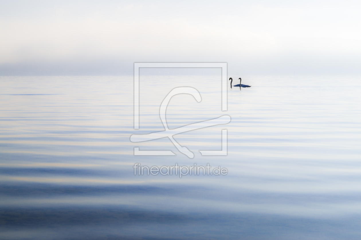 Bild-Nr.: 11889726 Schwäne im Wellengang Bild-Nr.: 11889726 Schwäne im Wellengang erstellt von MK-Photografie-Bodensee