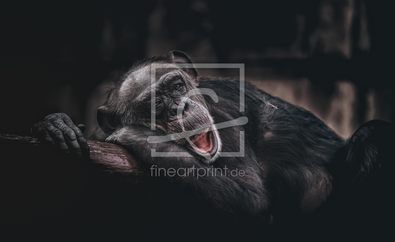 Bild-Nr.: 11889771 Schimpanse erstellt von Stefan Mosert