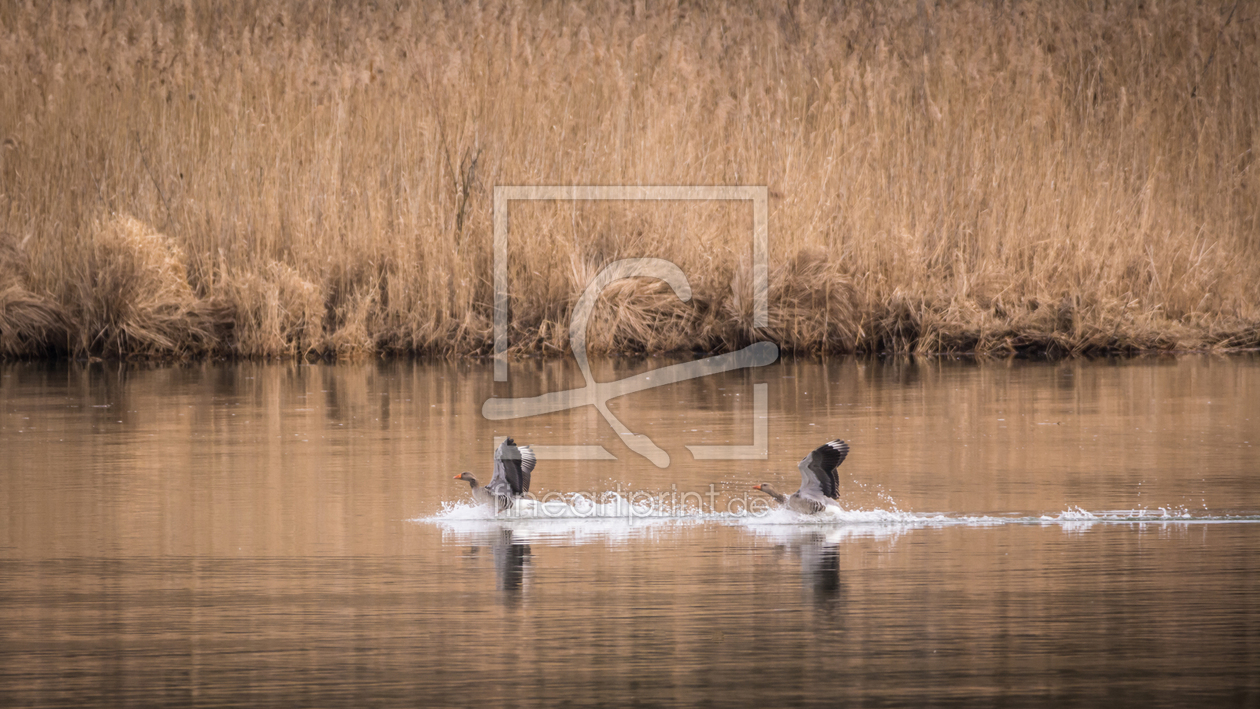 Bild-Nr.: 11889774 Landung im See Bild-Nr.: 11889774 Landung im See erstellt von luxpediation
