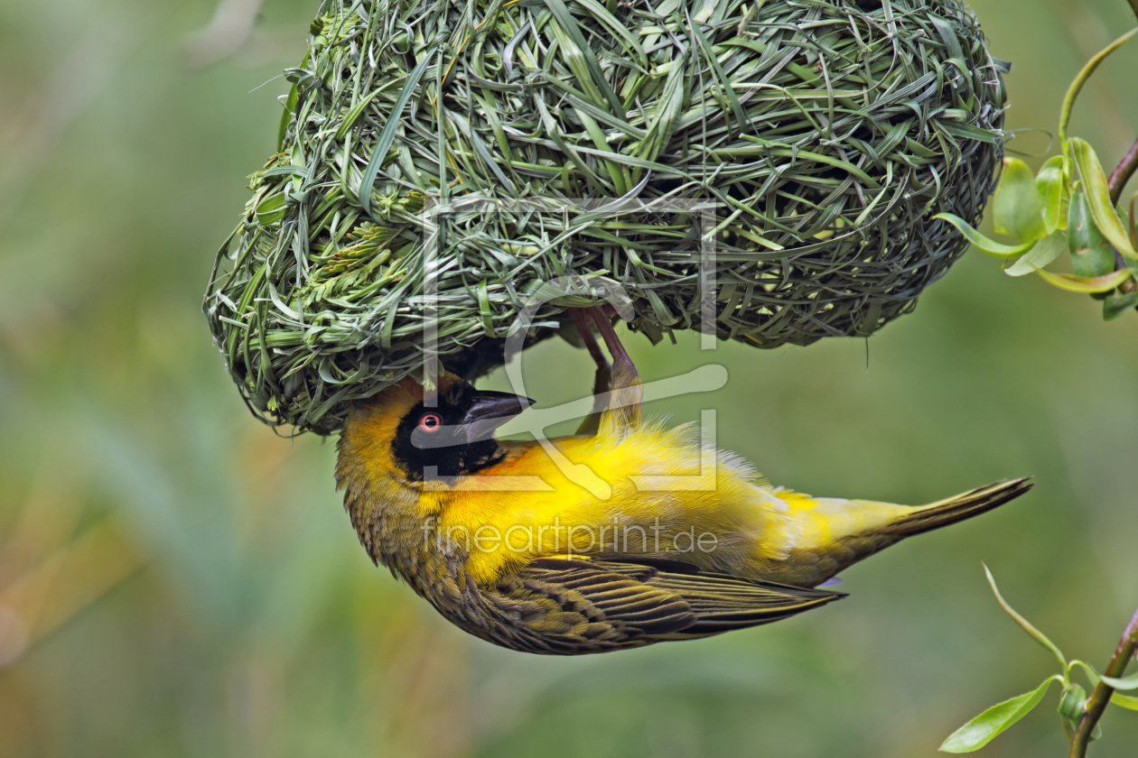 Bild-Nr.: 11889871 Webervogel am Nest erstellt von DirkR
