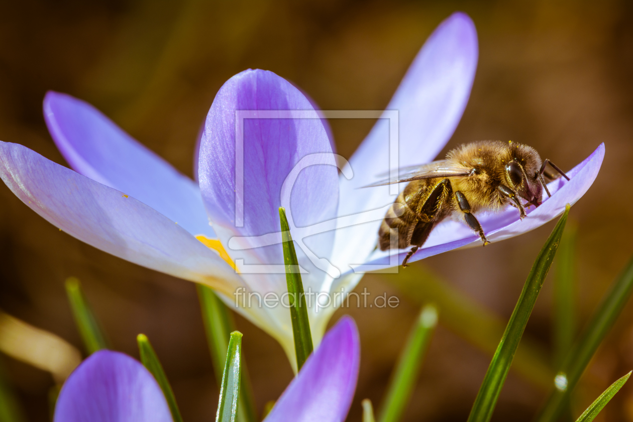 Bild-Nr.: 11889948 Biene auf Krokus Frühlingsgruß erstellt von KundenNr-320926