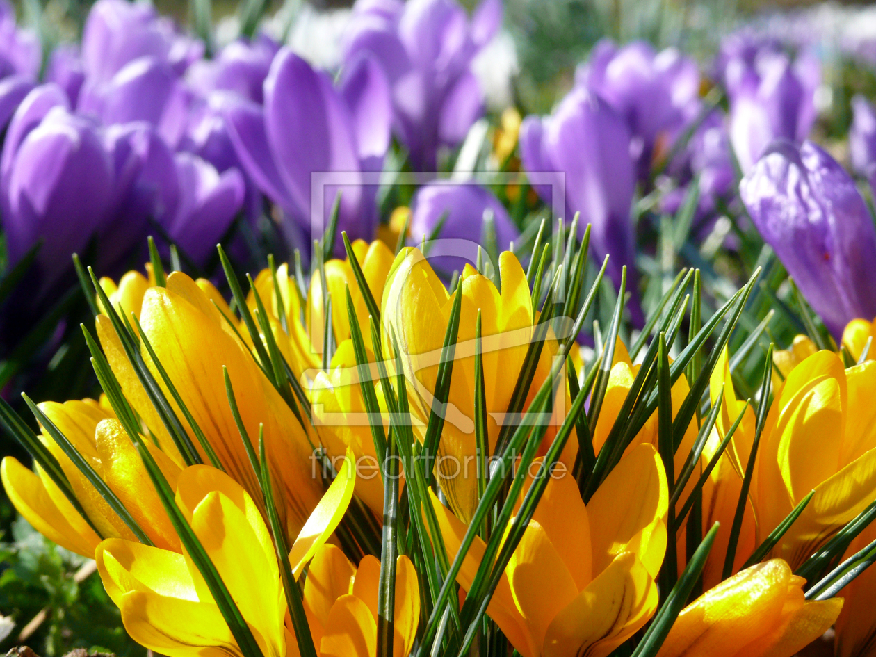 Bild-Nr.: 11889993 Frühlingspracht erstellt von Ostfriese