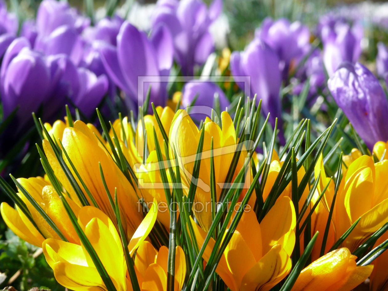 Bild-Nr.: 11889993 Frühlingspracht Bild-Nr.: 11889993 Frühlingspracht erstellt von Janssen, Udo