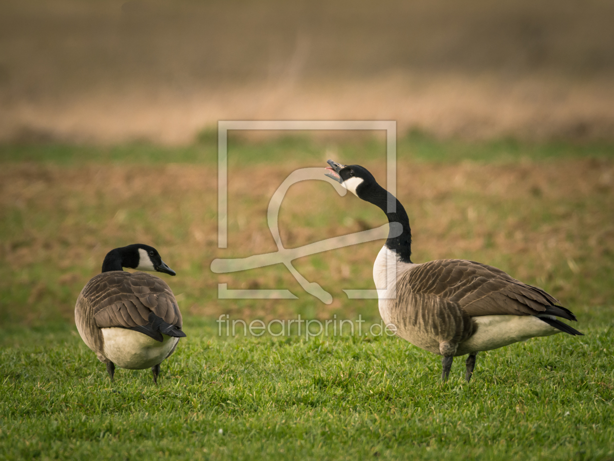 Bild-Nr.: 11889995 Durchsage an alle - Gänse Streit erstellt von luxpediation