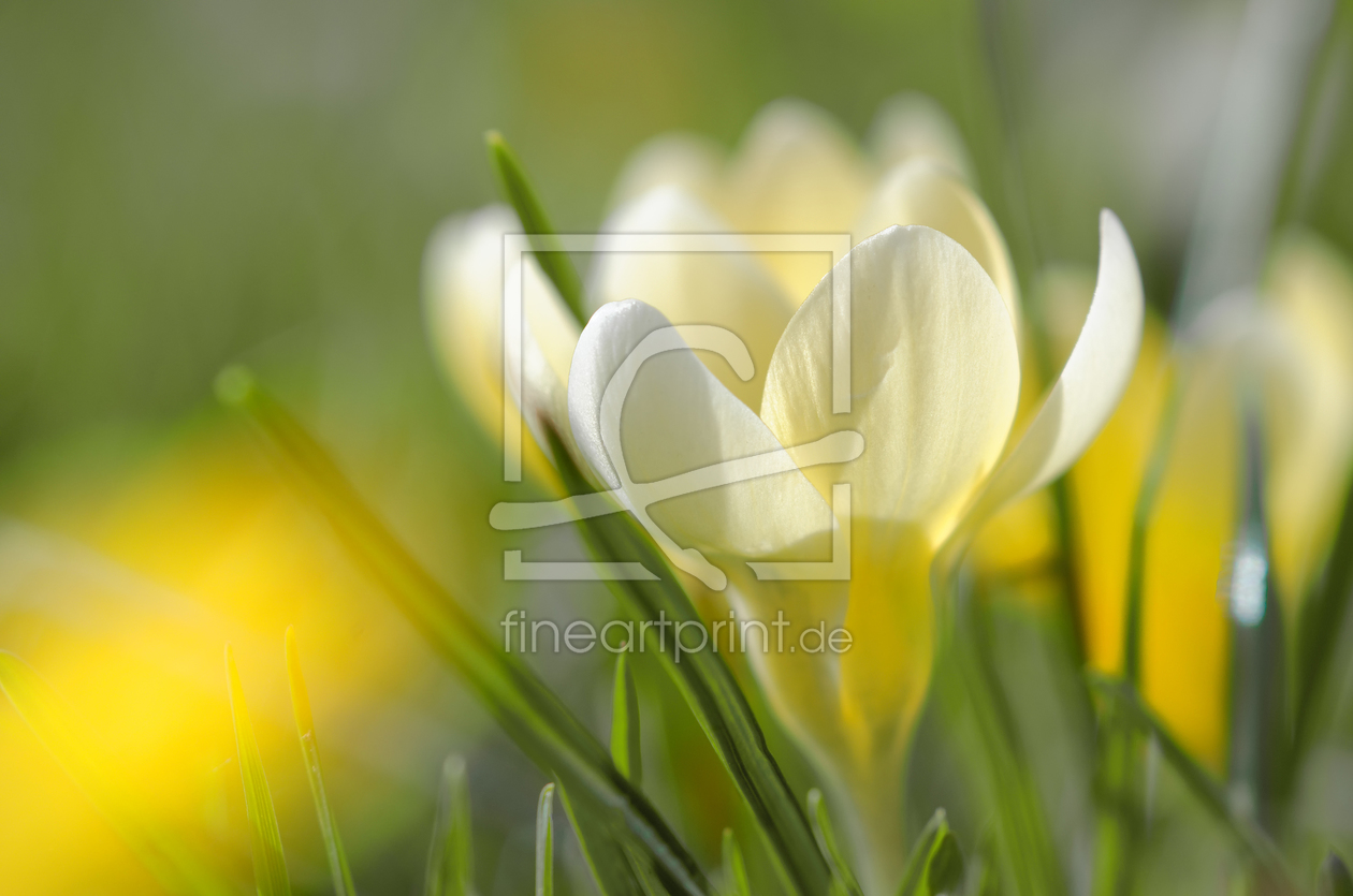 Bild-Nr.: 11890016 Frühlingswiese Bild-Nr.: 11890016 Frühlingswiese erstellt von Eschbach, Rolf