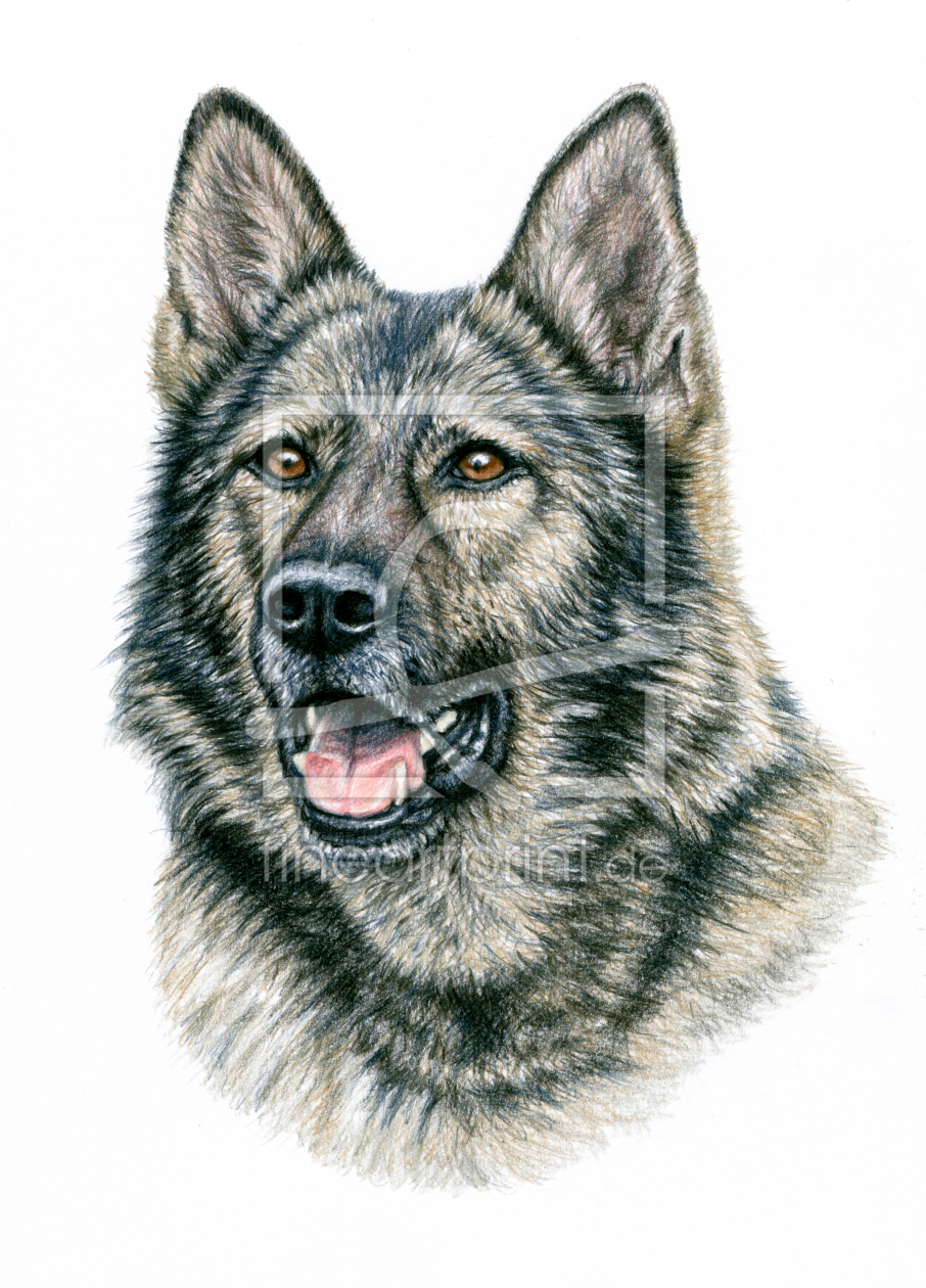 Bild-Nr.: 11890093 Grauer Schäferhund Portrait Bild-Nr.: 11890093 Grauer Schäferhund Portrait erstellt von NicoleZeug
