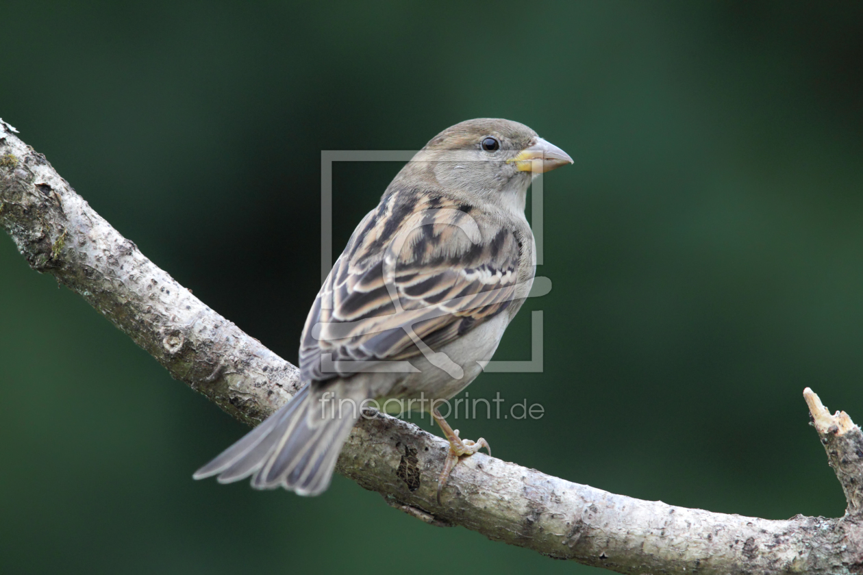 Bild-Nr.: 11890115 Haussperling Bild-Nr.: 11890115 Haussperling erstellt von DirkR