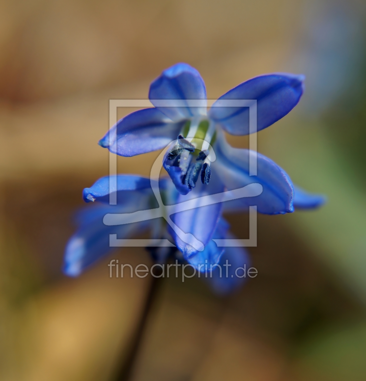 Bild-Nr.: 11890211 Blaues Blümchen erstellt von MoNoir