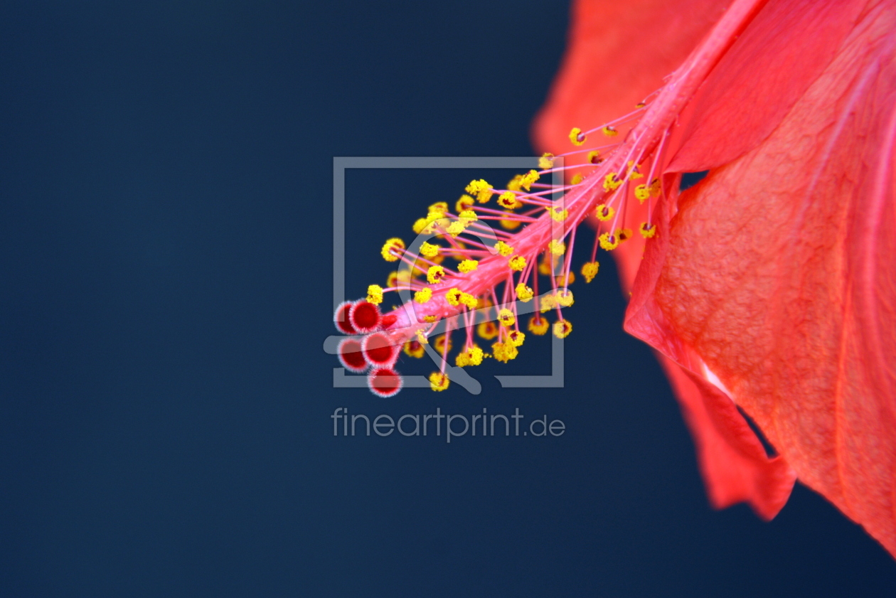 Bild-Nr.: 11890301 Hibiskus erstellt von GUGIGEI