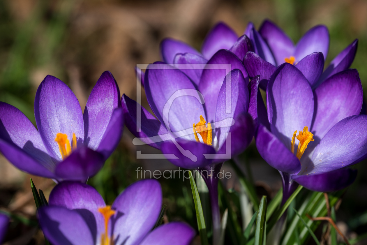 Bild-Nr.: 11890870 Krokusse Bild-Nr.: 11890870 Krokusse erstellt von KundenNr-281800