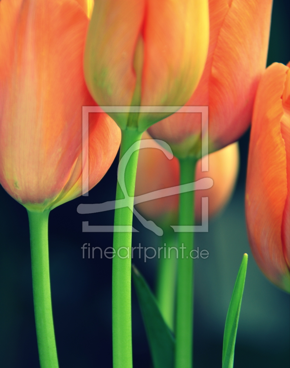 Bild-Nr.: 11890889 Tulpen Bild-Nr.: 11890889 Tulpen erstellt von GUGIGEI
