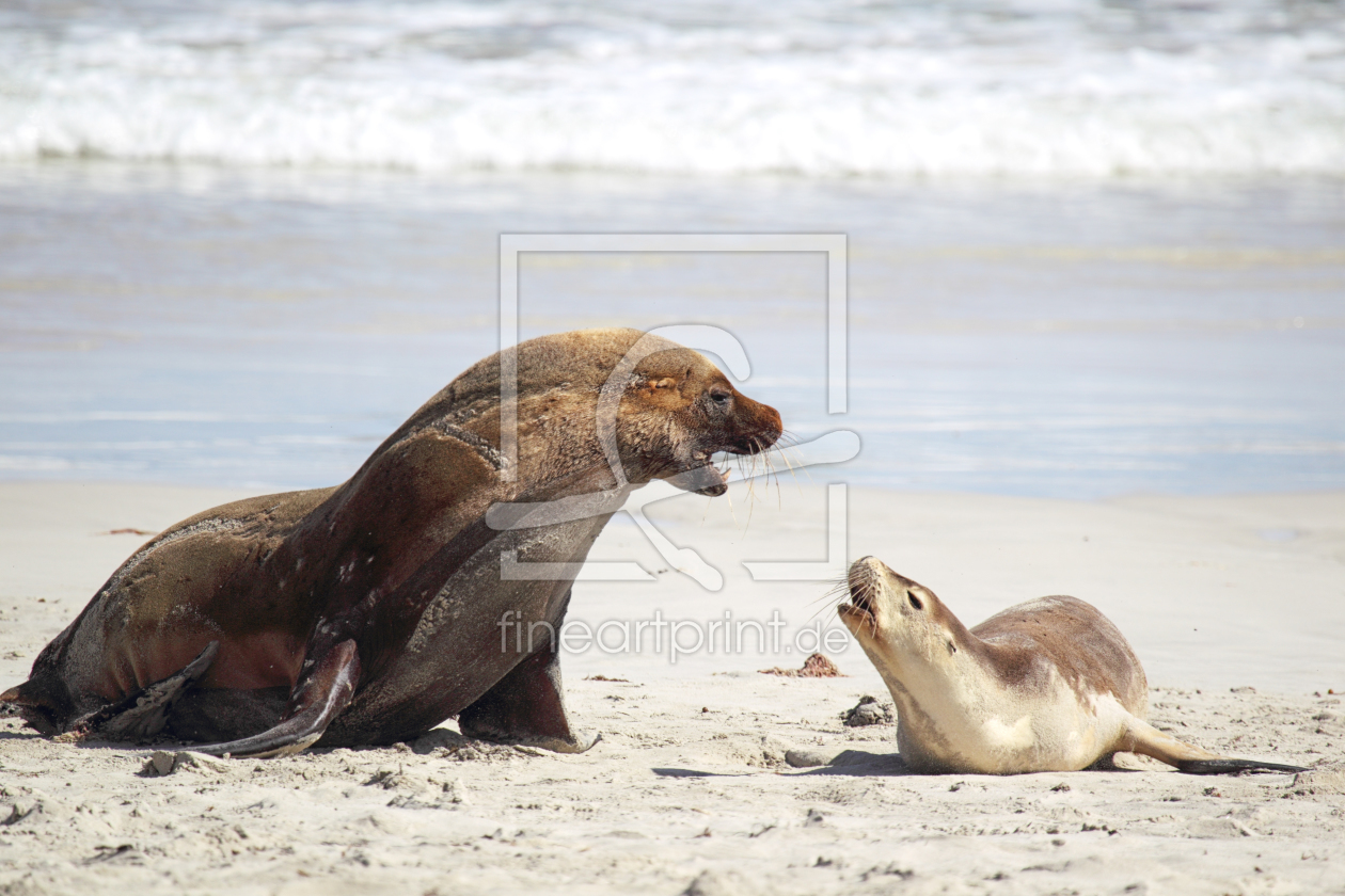 Bild-Nr.: 11890953 Australische Seelöwen auf Kangaroo Island erstellt von DirkR