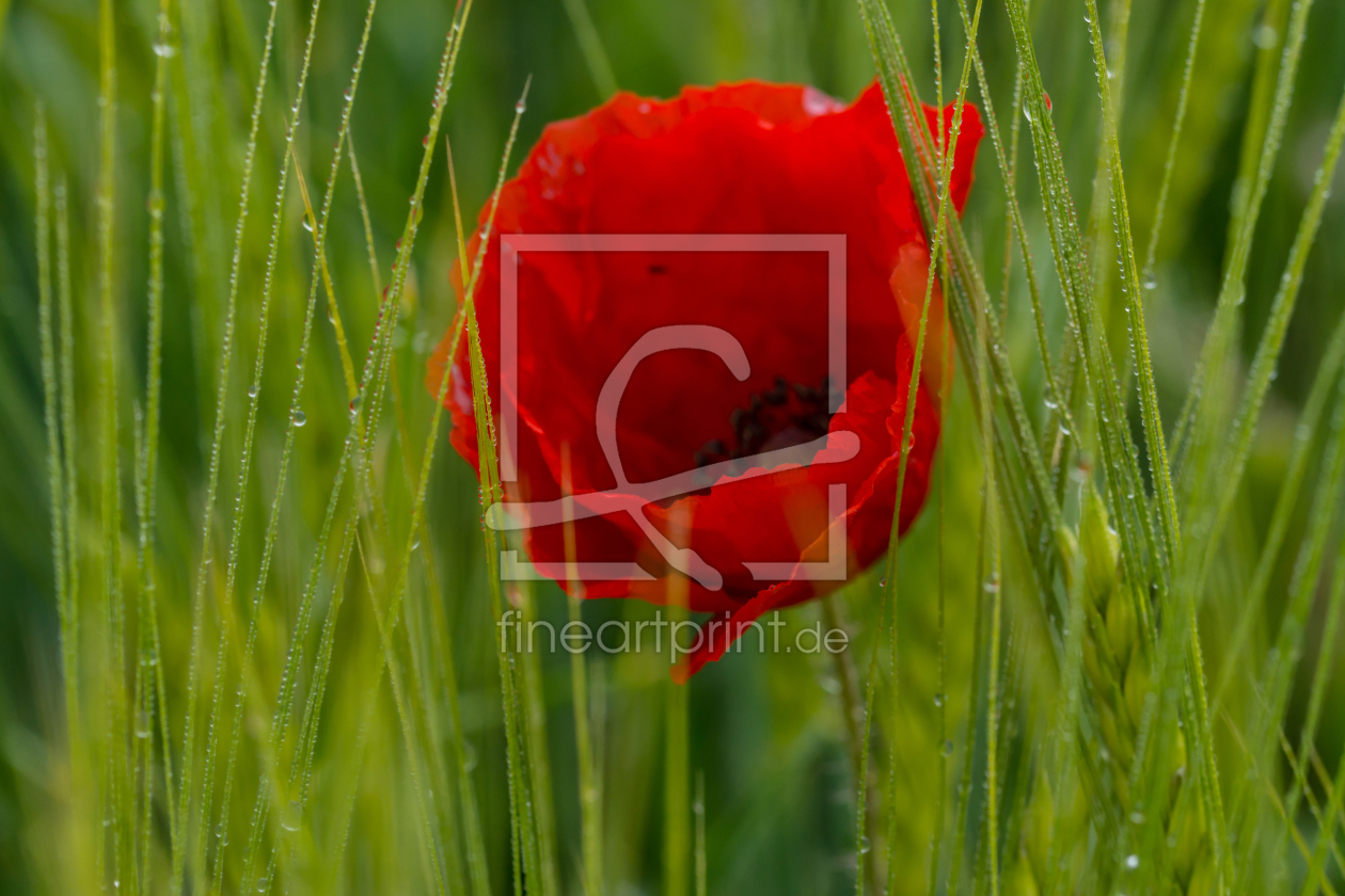 Bild-Nr.: 11891016 Die rote Blüte des Mohn im Getreidefeld erstellt von RonNi