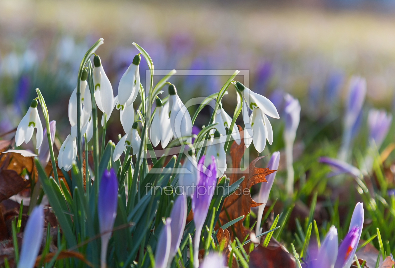 Bild-Nr.: 11891035 Schneeglöckchen und Krokus erstellt von SusaZoom