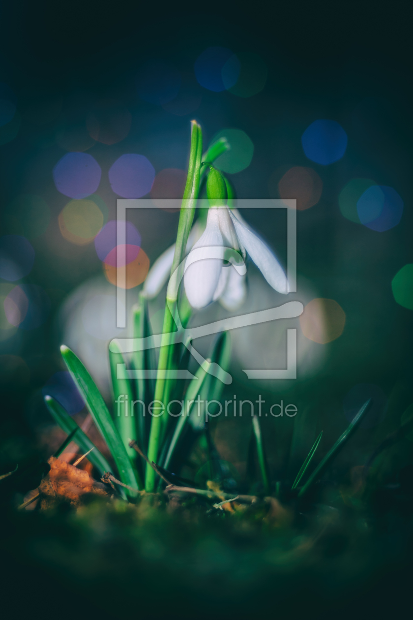 Bild-Nr.: 11891209 Naturerwachen Bild-Nr.: 11891209 Naturerwachen erstellt von FotoDeHRO