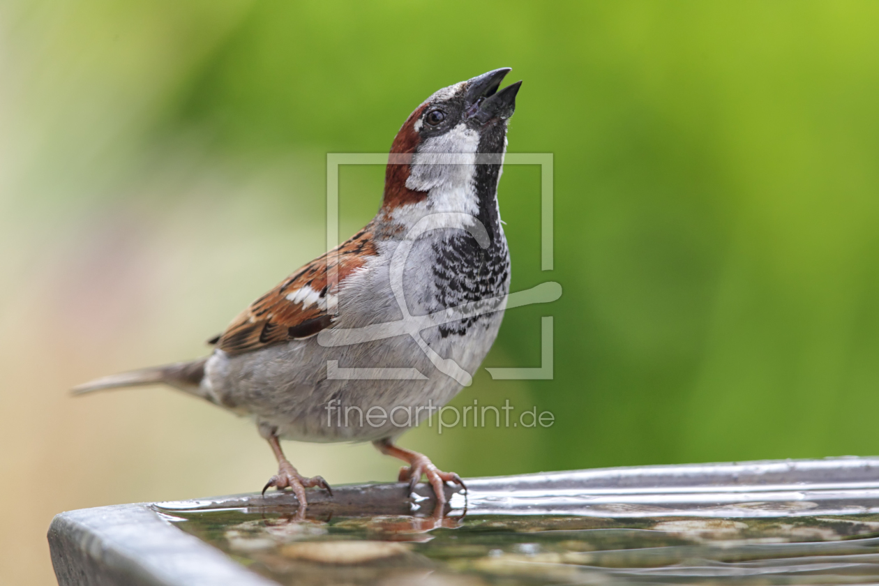 Bild-Nr.: 11891286 Haussperling an der  Vogeltränke erstellt von DirkR