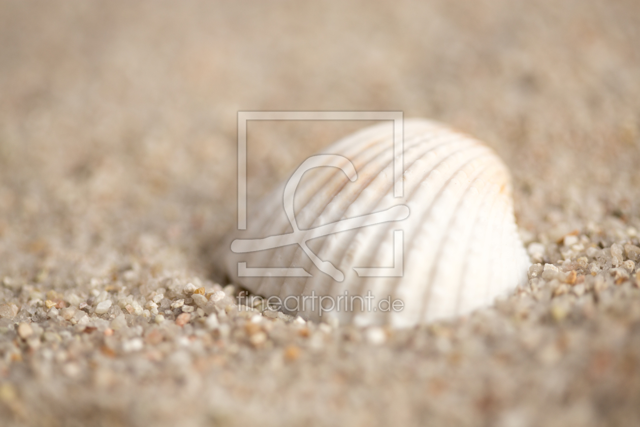 Bild-Nr.: 11891325 shell on the beach erstellt von ralf kaiser