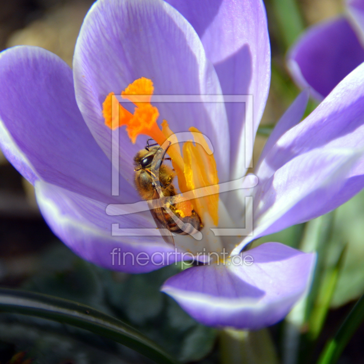 Bild-Nr.: 11891532 Pollen erstellt von GUGIGEI