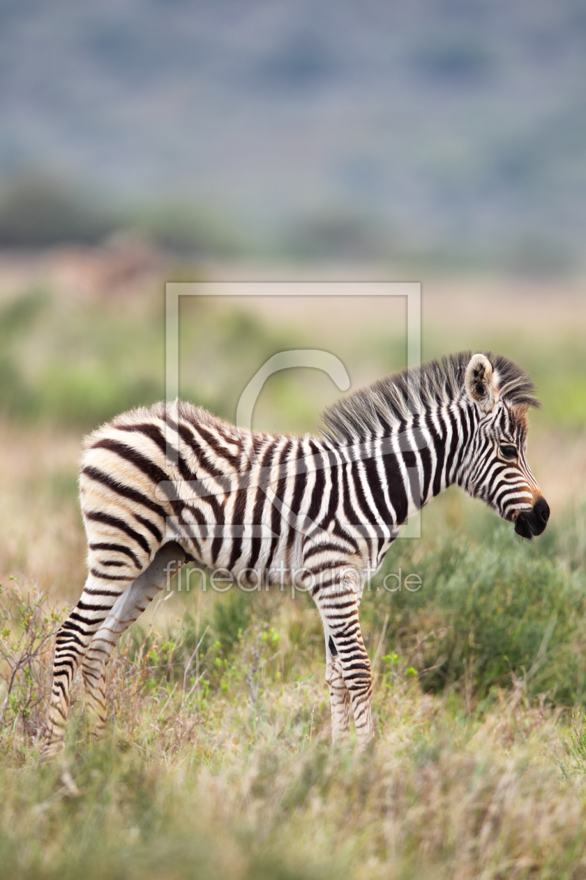 Bild-Nr.: 11891652 Zebra-Fohlen in Südafrika erstellt von DirkR