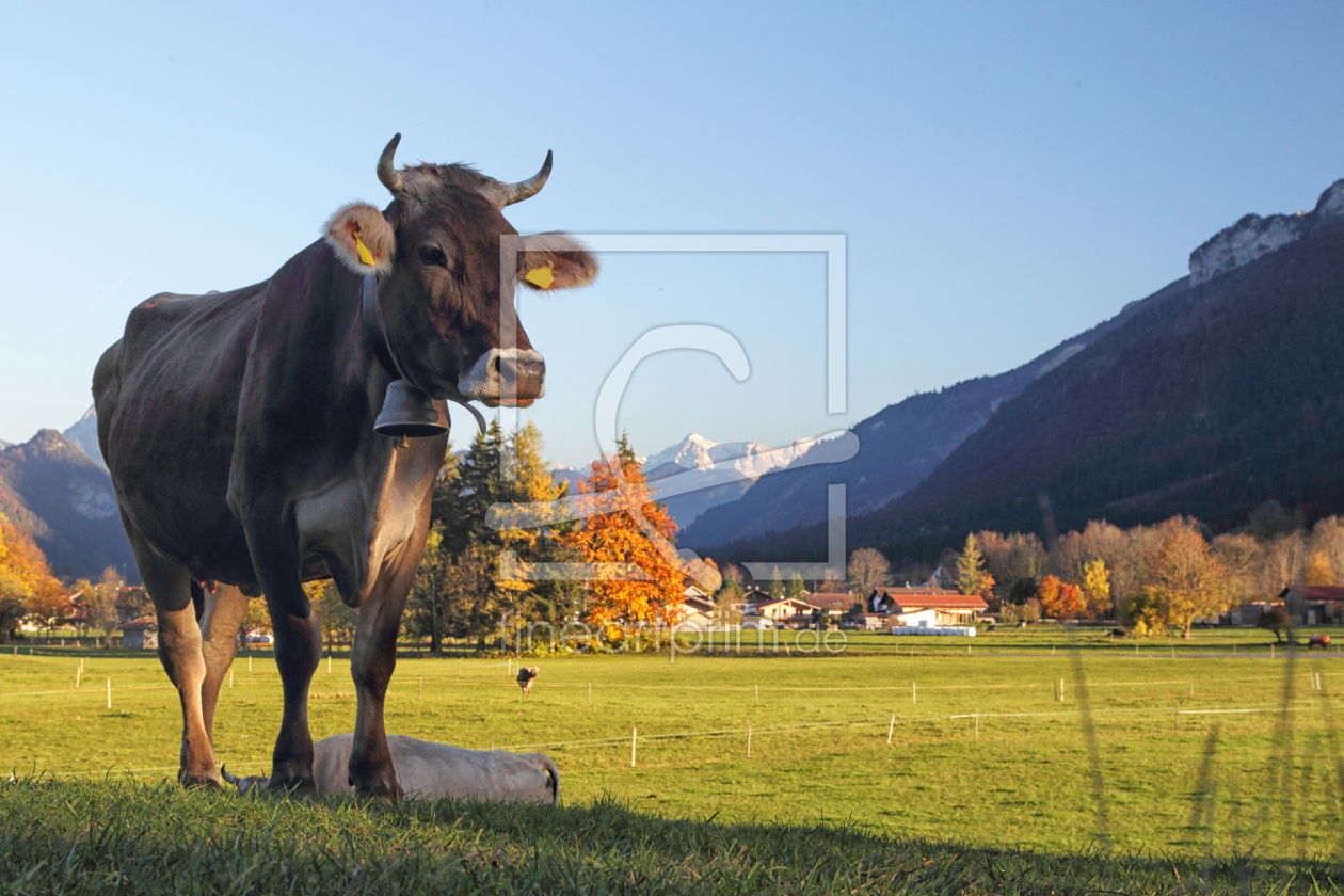 Bild-Nr.: 11891657 Kuh im Allgäu erstellt von DirkR