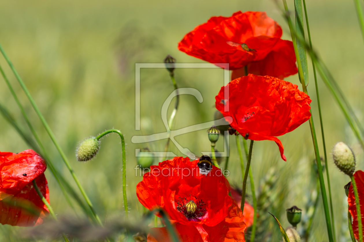 Bild-Nr.: 11891717 Klatschmohn am Getreidefeld erstellt von RonNi