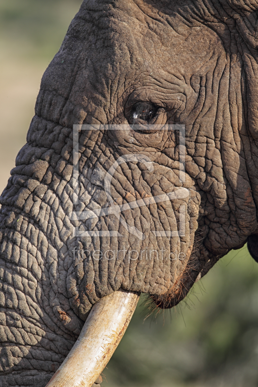 Bild-Nr.: 11892122 Elefant erstellt von DirkR