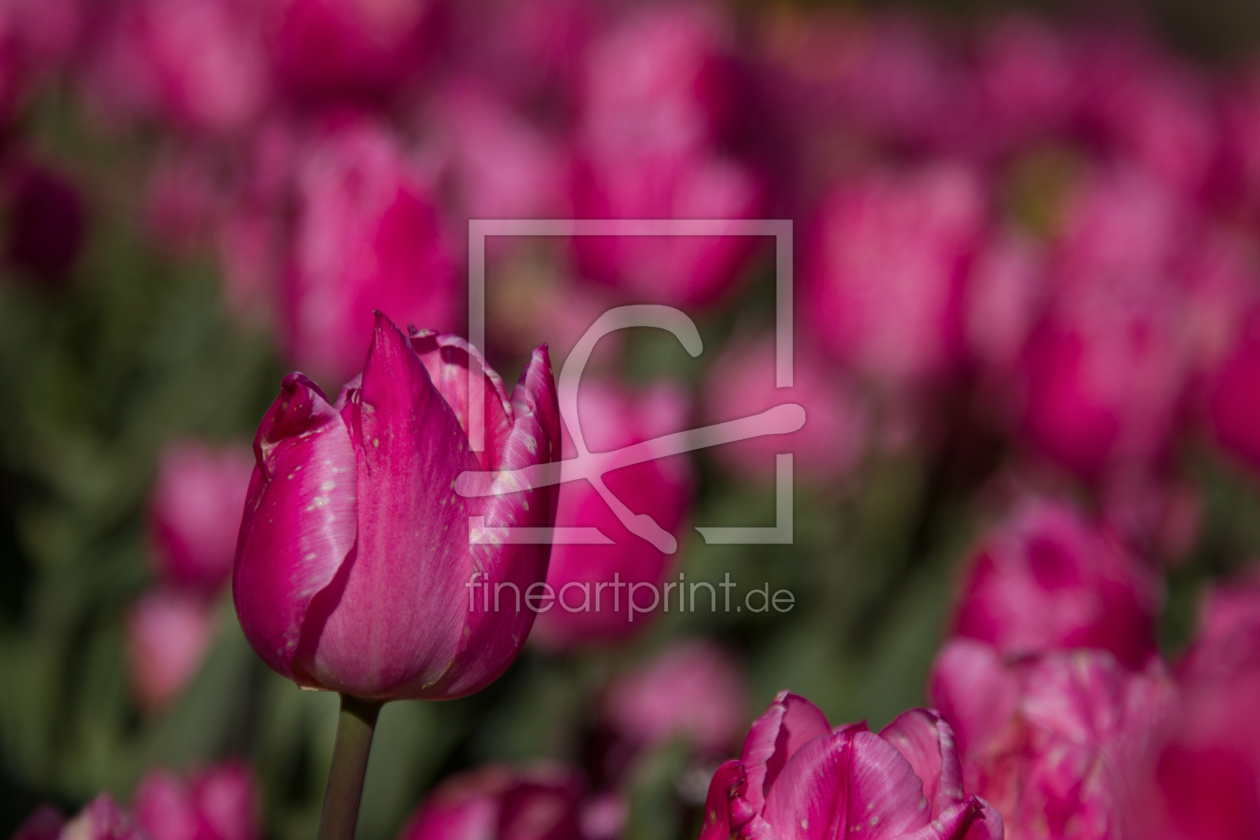 Bild-Nr.: 11892125 Tulpen in Amsterdam erstellt von DirkR