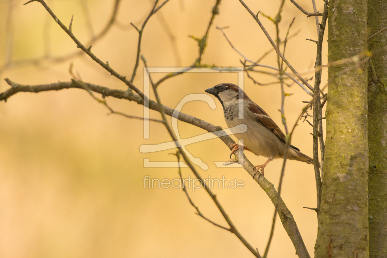 Bild-Nr.: 11892448 Sperling  erstellt von Fototommi