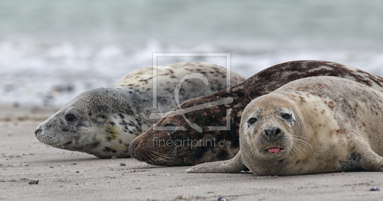 Bild-Nr.: 11892825 Kegelrobben auf Helgoland erstellt von DirkR